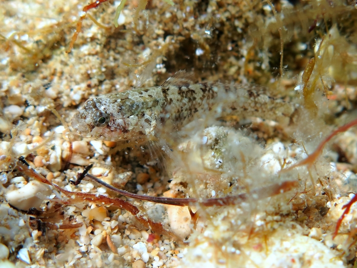 Millerigobius macrocephalus