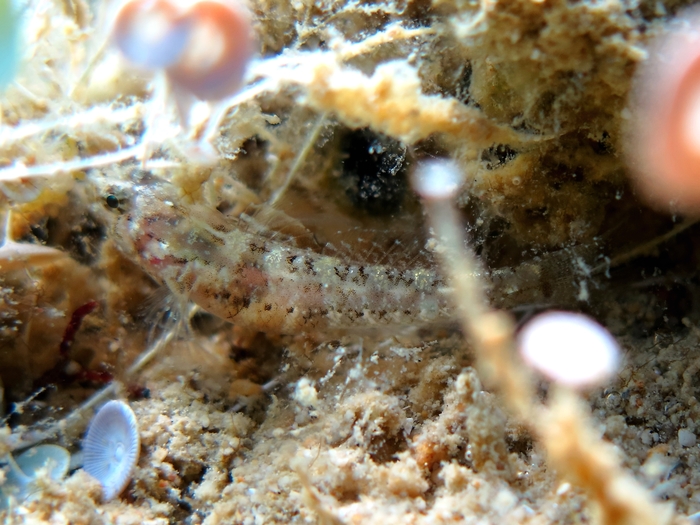 Millerigobius macrocephalus