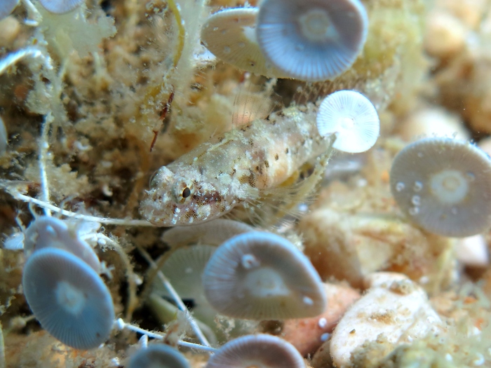 Millerigobius macrocephalus