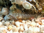 Millerigobius macrocephalus