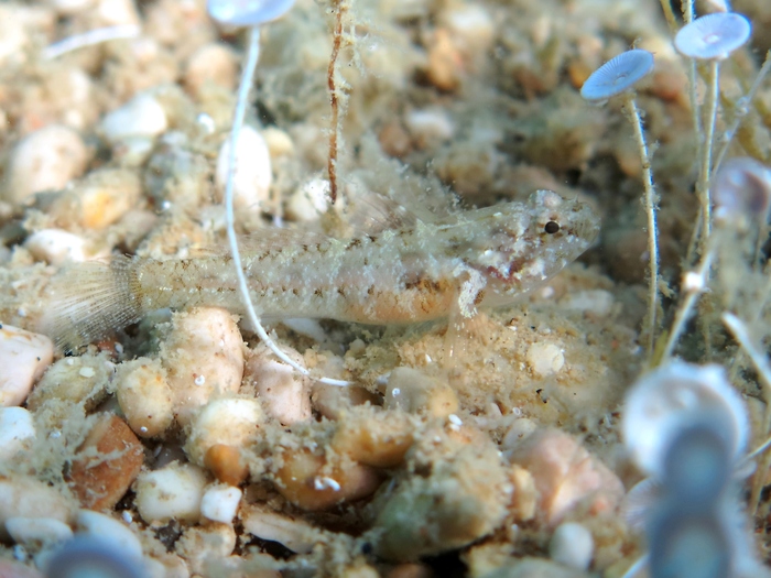 Millerigobius macrocephalus