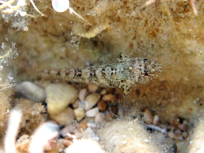 Millerigobius macrocephalus