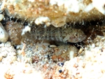 Millerigobius macrocephalus