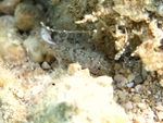 Millerigobius macrocephalus