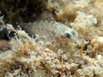 Millerigobius macrocephalus