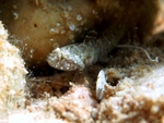 Millerigobius macrocephalus