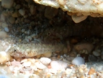 Millerigobius macrocephalus