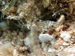 Millerigobius macrocephalus