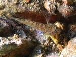 Millerigobius macrocephalus