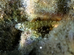 Millerigobius macrocephalus