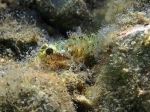 Millerigobius macrocephalus