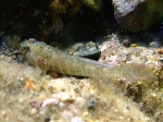 Millerigobius macrocephalus