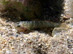 Millerigobius macrocephalus