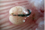 Naobranchia lizae