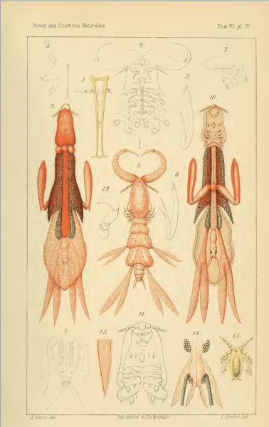 Lernanthropus gisleri Lernanthropus gisleri