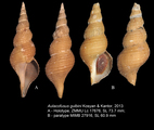 Aulacofusus gulbini Kosyan & Kantor, 2013. Holotype and paratype, author: Kantor, Yuri