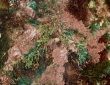 Plantae