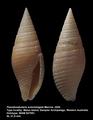 Pseudonebularia suturistrigata Marrow, 2020, author: Max Marrow