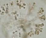 Rhodophyta (red algae)