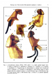 Lernanthropus indicus