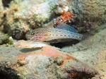 Gobius fallax