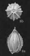 Oolina geometrica Todd, 1957 Oolina geometrica Todd, 1957