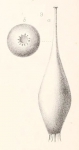 Chromista - Foraminifera (foraminifers)