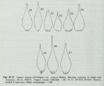 Lagena clavata var. setigera Millett, 1901