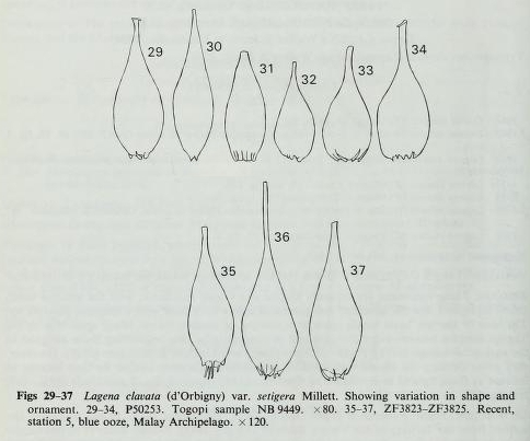 Lagena clavata var. setigera Millett, 1901 Lagena clavata var. setigera Millett, 1901