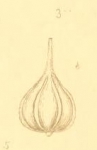 Vermiculum perlucidum Montagu, 1803
