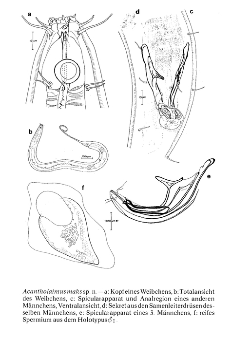 Acantholaimus maks Gerlach, Schrage & Riemann, 1979