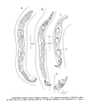 Acantholaimus quintus Gerlach, Schrage & Riemann, 1979, author: Bezerra, Tia Nara