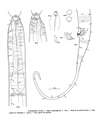 Acantholaimus setosus Vitiello, 1970, author: Bezerra, Tia Nara