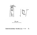 Acantholaimus mirabilis Soetaert, 1988, author: Bezerra, Tia Nara