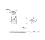 Acantholaimus megamphis Vivier, 1985