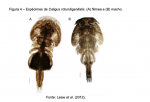Caligus rotundigenitalis