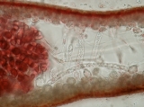 Neurocaulon foliosum, author: Ignacio Bbara