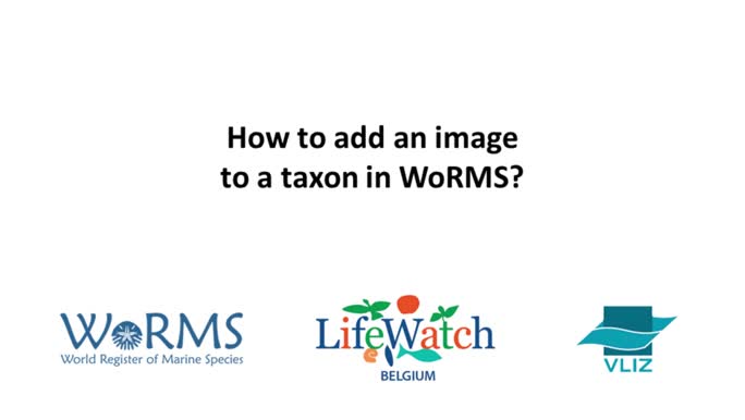 How to add an image to a taxon in Aphia