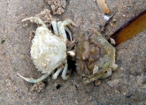 vervelling strandkrab1, author: JP Vanderperren