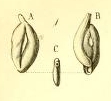 Quinqueloculina gracilis Costa, 1856, author: Le Coze, François