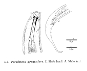 Pseudolella granulifera Cobb, 1920