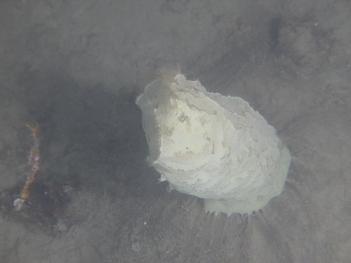 Holotype in situ Holotype in situ
