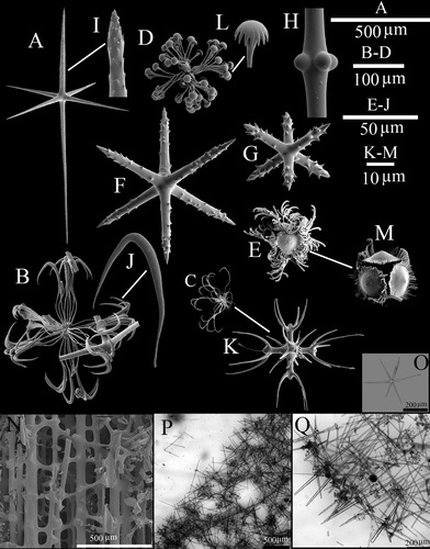 Spicules and skeleton Spicules and skeleton