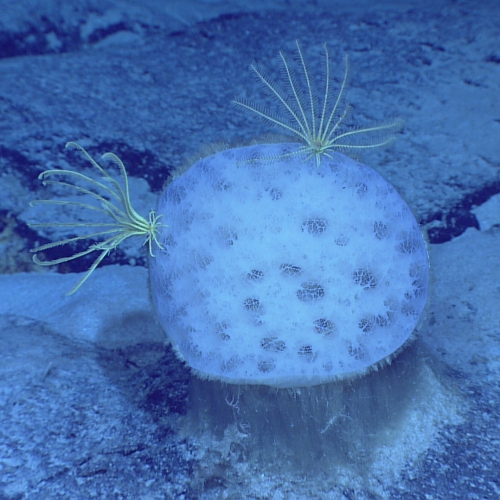 Holotype in situ Holotype in situ