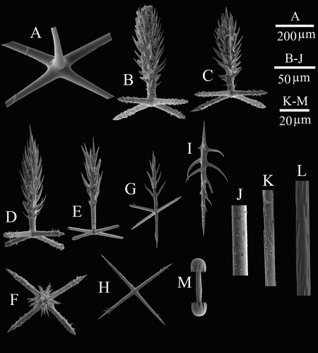 SEM images of spicules SEM images of spicules