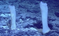 Holotype in situ