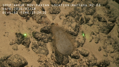 Holotype in situ Holotype in situ