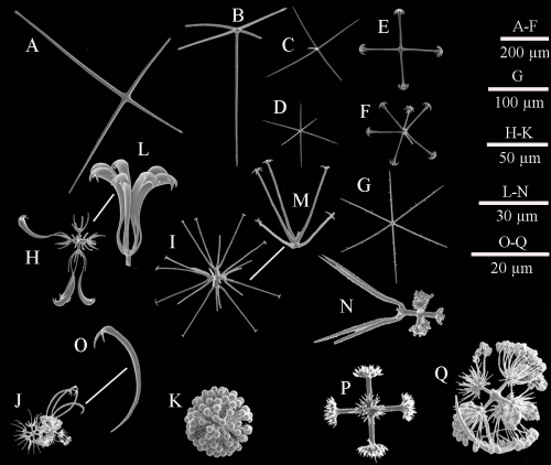 SEM images of spicules SEM images of spicules