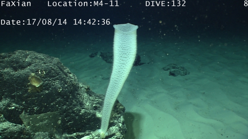 Paratype D in situ Paratype D in situ