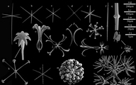 SEM images of spicules, author: Cdenas, Paco